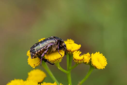 A rosebug on a rain fernl. Close up of a green rosebug.