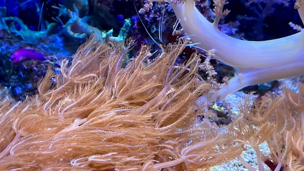 Corals, anemones, creatures in a marine aquarium.