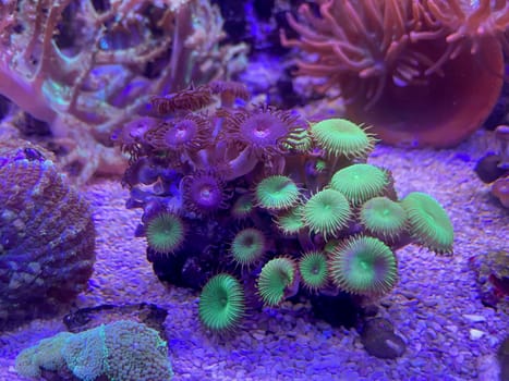 Corals, anemones, creatures in a marine aquarium.