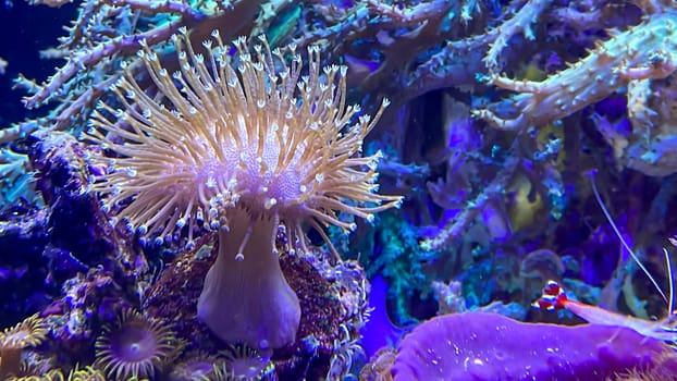Corals, anemones, creatures in a marine aquarium.
