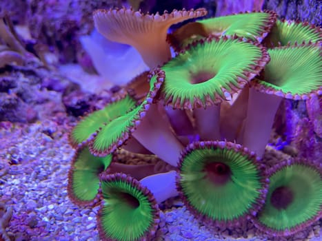 Corals, anemones, creatures in a marine aquarium.