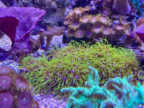 Corals, anemones, creatures in a marine aquarium.