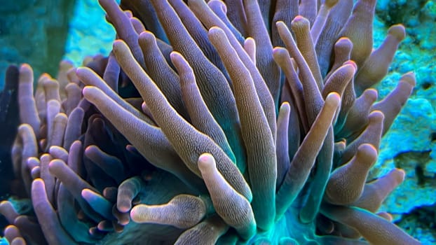 A close-up of the tentacles of a copper anemone in a marine aquarium.