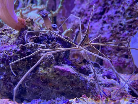 Stenorhynchus seticornis - Arrow ghost crab among corals in marine aquarium.