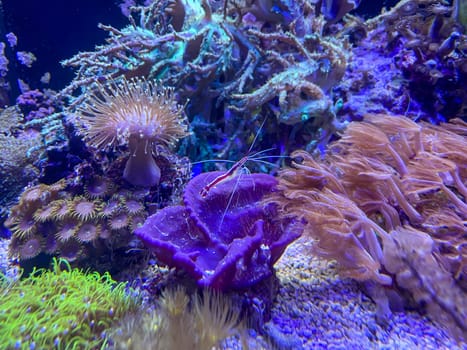 Underwater world with corals and tropical fish in a coral reef. Corals, anemones, creatures in a marine aquarium.