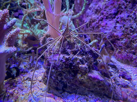 Stenorhynchus seticornis - Arrow ghost crab among corals in marine aquarium.