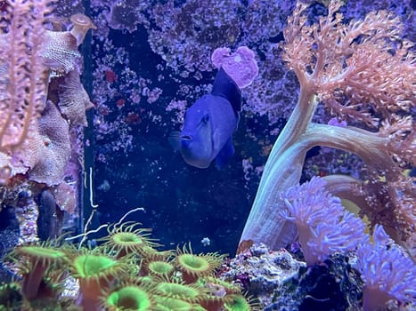 An Odonus niger, red-toothed pusher in a marine aquarium.