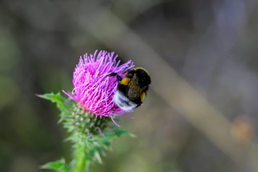 A bumblebee on a flower of milk thistle collecting pollen.