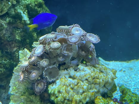 Corals, anemones, creatures in a marine aquarium.