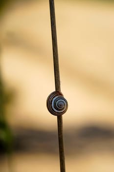 A banded snail on a dry stalk of a plant.