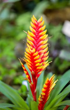 Flower of the Inflated Vriesea, also called flaming sword.