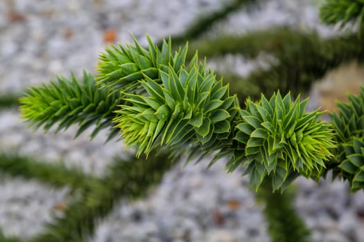 Close-up of the leaves of araucaria. Very special leaves of a plant, tree.