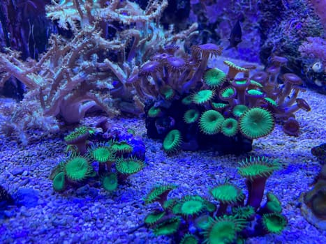 Corals, anemones, creatures in a marine aquarium.