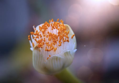 The flower of the elephant ear, Alocasia odora. close-up of an exotic flower.