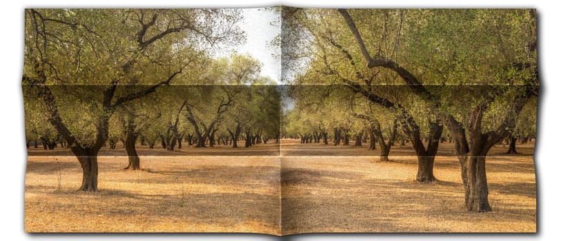 Creative picture of olive tree. Vintage design, natural background, nobody