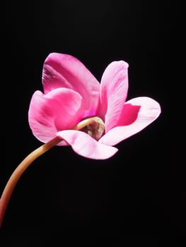 Cyclamen, or Alpine violet, is a genus of plants in the subfamily Myrsinoideae of the family Primulaceae. Pink cyclamen on a black background. Copy space. Postcard, invitation or congratulation