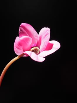 Cyclamen, or Alpine violet, is a genus of plants in the subfamily Myrsinoideae of the family Primulaceae. Pink cyclamen on a black background. Copy space. Postcard, invitation or congratulation