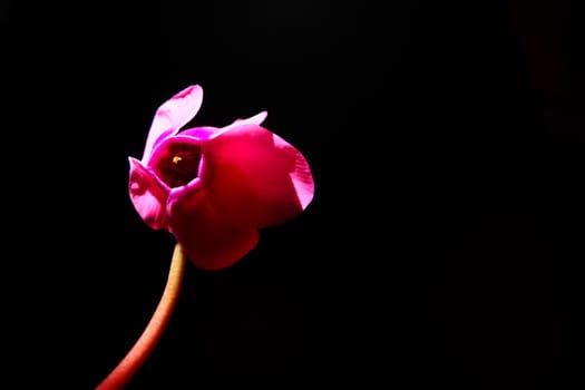 Cyclamen, or Alpine violet, is a genus of plants in the subfamily Myrsinoideae of the family Primulaceae. Pink cyclamen on a black background. Copy space. Postcard, invitation or congratulation
