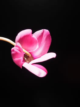 Cyclamen, or Alpine violet, is a genus of plants in the subfamily Myrsinoideae of the family Primulaceae. Pink cyclamen on a black background. Copy space. Postcard, invitation or congratulation