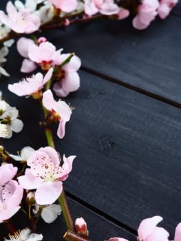Twigs with pink blossoms of apple or peach tree on black boards. Delicate inflorescences in the counterlight. Soft focus, fogginess. The theme of spring, holiday, spa, female beauty, home interior.