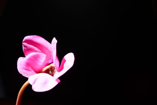 Cyclamen, or Alpine violet, is a genus of plants in the subfamily Myrsinoideae of the family Primulaceae. Pink cyclamen on a black background. Copy space. Postcard, invitation or congratulation