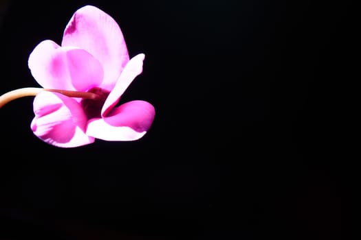 Cyclamen, or Alpine violet, is a genus of plants in the subfamily Myrsinoideae of the family Primulaceae. Pink cyclamen on a black background. Copy space. Postcard, invitation or congratulation