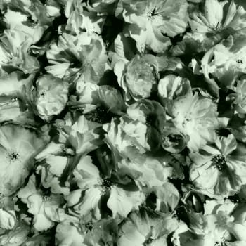 flowers cherry sakura background. Flower wall. Holiday postcard. Petals and stamens. Beautiful background. Petal art. Spring cherry blossom. Prunus serrulata. Black and white monochrome. Green tone