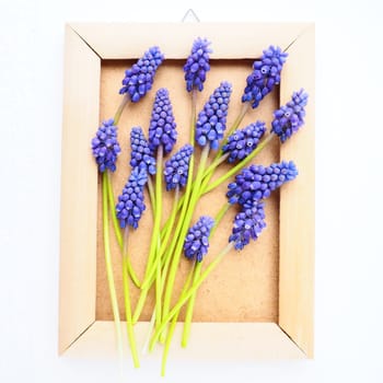 Blue spring flowers on a white background. Muscari armeniacum. Bright postcard, congratulations. Copy space still life flat lay. Armenian grape hyacinth. Photo frame made of cardboard and wood.