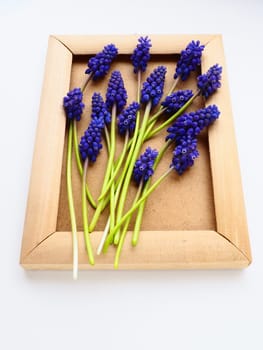 Blue spring flowers on a white background. Muscari armeniacum. Bright postcard, congratulations. Copy space still life flat lay. Armenian grape hyacinth. Photo frame made of cardboard and wood.