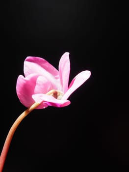 Cyclamen, or Alpine violet, is a genus of plants in the subfamily Myrsinoideae of the family Primulaceae. Pink cyclamen on a black background. Copy space. Postcard, invitation or congratulation