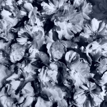 flowers cherry sakura background. Flower wall. Holiday postcard. Petals and stamens. Beautiful background. Petal art. Spring cherry blossom. Prunus serrulata. Black and white monochrome