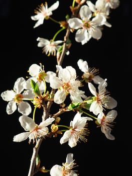 Bird cherry or cherry flowers on a black background. Close-up of a beautiful branch with white flowers. Bright spring bouquet. Prunus padus, known as bird cherry, hackberry, hagberry, or Mayday tree.