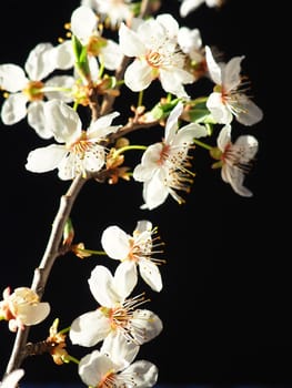 Bird cherry or cherry flowers on a black background. Close-up of a beautiful branch with white flowers. Bright spring bouquet. Prunus padus, known as bird cherry, hackberry, hagberry, or Mayday tree.