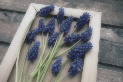 Blue spring flowers on a wooden photo frame. Muscari armeniacum on a wooden background. Bright postcard, congratulations. Copy space still life flat lay. Retro vintage style. Armenian grape hyacinth