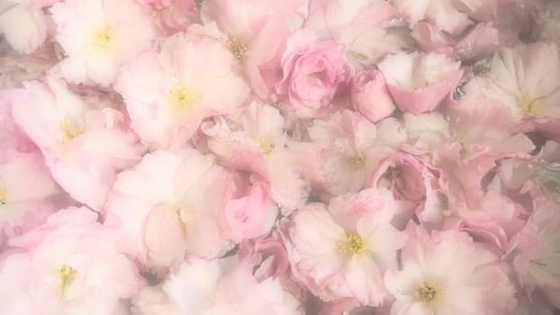 Pink flowers cherry sakura background. Flower wall. Soft selective focus. Holiday postcard. Pink petals and yellow stamens. Beautiful background. Blurry art. Spring cherry blossom. Prunus serrulata