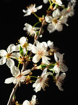 Bird cherry or cherry flowers on a black background. Close-up of a beautiful branch with white flowers. Bright spring bouquet. Prunus padus, known as bird cherry, hackberry, hagberry, or Mayday tree.