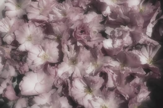 Pink flowers cherry sakura background. Flower wall. Soft selective focus. Holiday postcard. Pink petals and yellow stamens. Beautiful background. Blurry art. Spring cherry blossom. Prunus serrulata