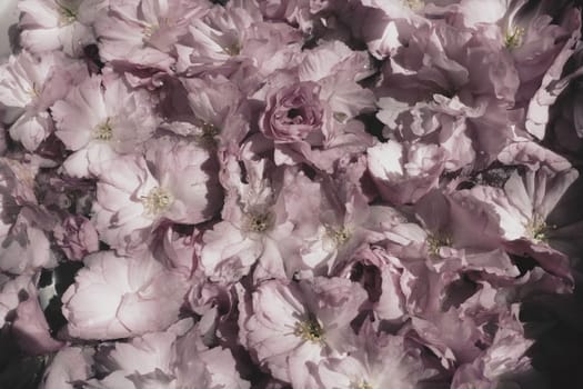 Pink flowers cherry sakura background. Flower wall. Soft selective focus. Holiday postcard. Pink petals and yellow stamens. Beautiful background. Petal art. Spring cherry blossom. Prunus serrulata