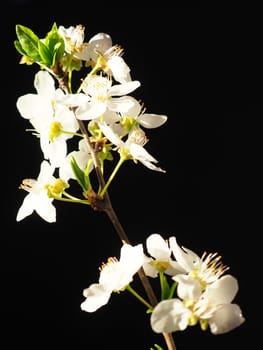 Bird cherry or cherry flowers on a black background. Close-up of a beautiful branch with white flowers. Bright spring bouquet. Prunus padus, known as bird cherry, hackberry, hagberry, or Mayday tree.