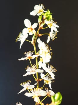 Bird cherry or cherry flowers on a black background. Close-up of a beautiful branch with white flowers. Bright spring bouquet. Prunus padus, known as bird cherry, hackberry, hagberry, or Mayday tree.