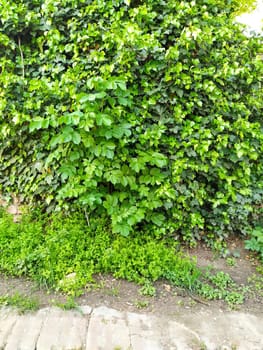 Leaves and young shoots of ivy climb up the wall. European forest. Creeping parasitic plant. Green foliage. Triangular Leaf. Common ivy or Hedera helix. Evergreen climbing shrub, climbing plant