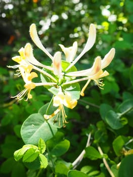 Honeysuckle blooms in the garden. White and yellow flowers of Lonicera Caprifolium against of green leaves. Floriculture and horticulture. Arching shrubs or twining vines in the family Caprifoliaceae