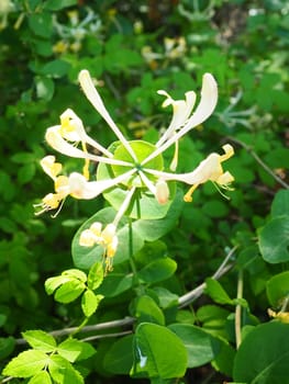 Honeysuckle blooms in the garden. White and yellow flowers of Lonicera Caprifolium against of green leaves. Floriculture and horticulture. Arching shrubs or twining vines in the family Caprifoliaceae