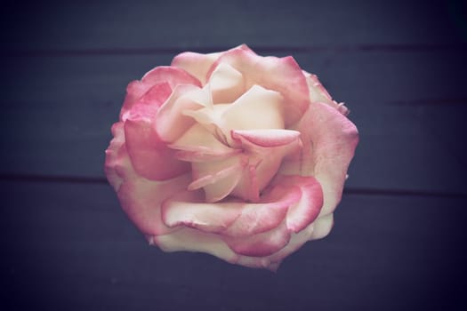 Rose on a black background. One pink yellow rose bud lies sideways on a black table. Flat lay. Festive layout for Valentine's day, mother's day, March 8, declaration of love
