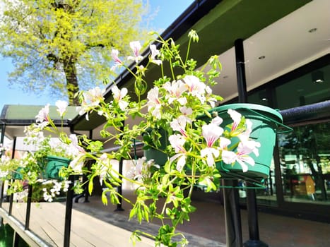 Pelargonium is a genus of plants in the family Geraniumaceae. White ivy geranium with red veins on petals. Flower box. Decoration of balconies, windows, facades of houses, streets, lawns. Cranesbill