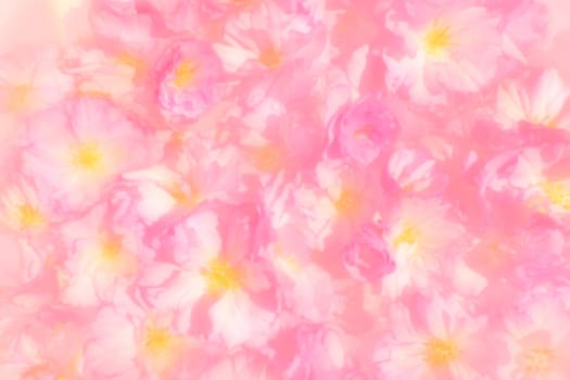Pink flowers cherry sakura background. Flower wall illustration. Soft selective focus. Holiday postcard. Pink petals and yellow stamens. Beautiful background. Blurry art. Spring cherry blossom.