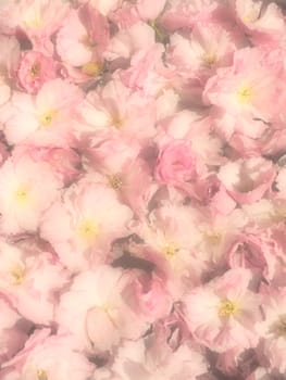 Pink flowers cherry sakura background. Flower wall. Soft selective focus. Holiday postcard. Pink petals and yellow stamens. Beautiful background. Blurry art. Spring cherry blossom. Prunus serrulata