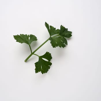 Petroselinum crispum, one- to two-year-old plant umbrella family Umbelliferae. Celery odorous, or Celery fragrant Apium graveolens is a biennial plant Apiaceae, a vegetable crop. White background