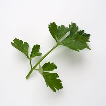 Petroselinum crispum, one- to two-year-old plant umbrella family Umbelliferae. Celery odorous, or Celery fragrant Apium graveolens is a biennial plant Apiaceae, a vegetable crop. White background