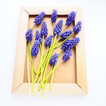 Blue spring flowers on a white background. Muscari armeniacum. Bright postcard, congratulations. Copy space still life flat lay. Armenian grape hyacinth. Photo frame made of cardboard and wood.